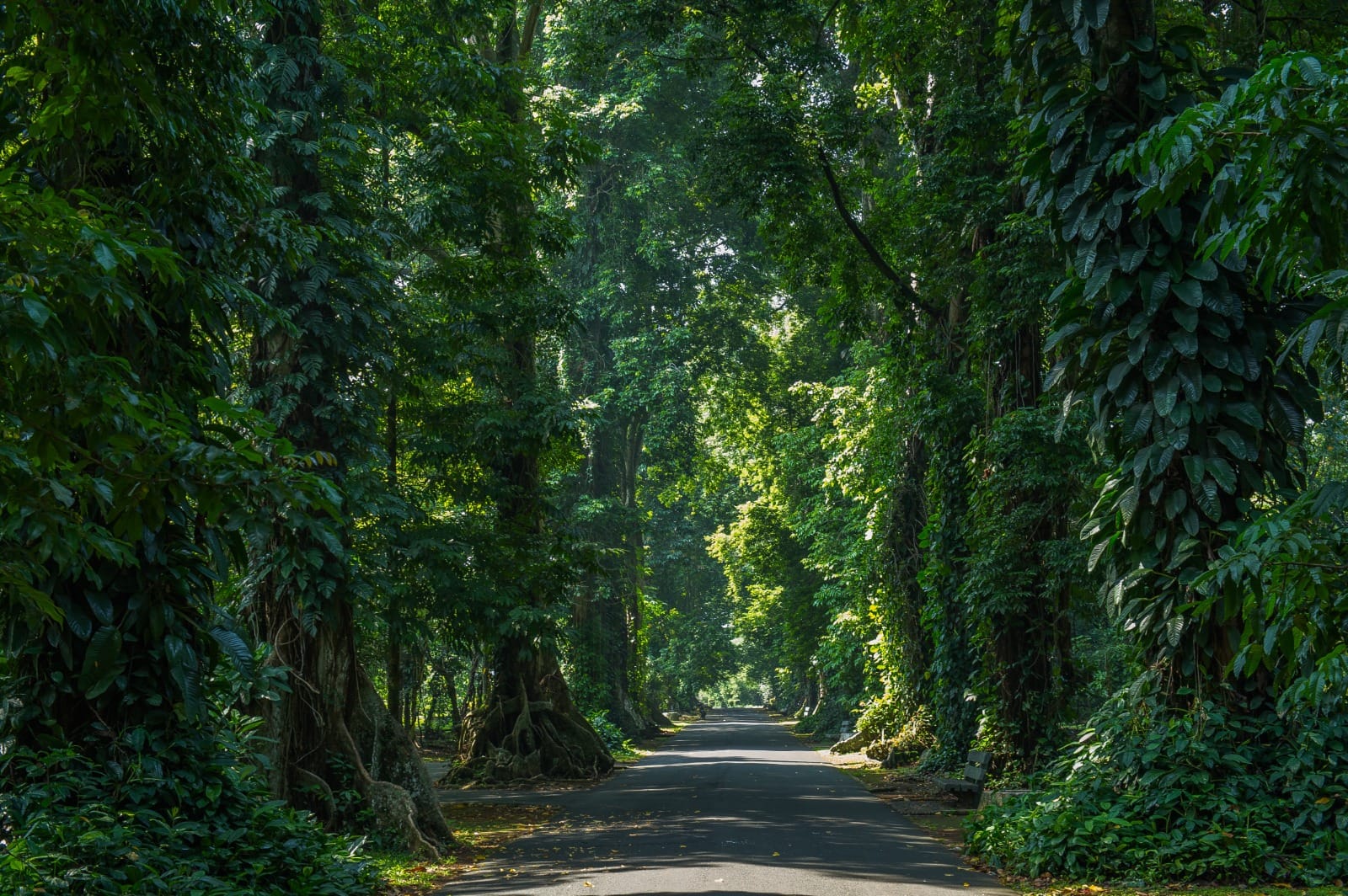 Jajandikitid Kebun Raya Bogor Tempat Wisata Di Bogor Untuk Liburan Seru Jajandikitid