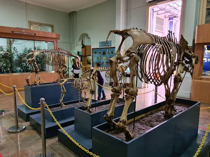 Jajandikitid Museum Zoologi Tempat Wisata Di Bogor Jajandikitid