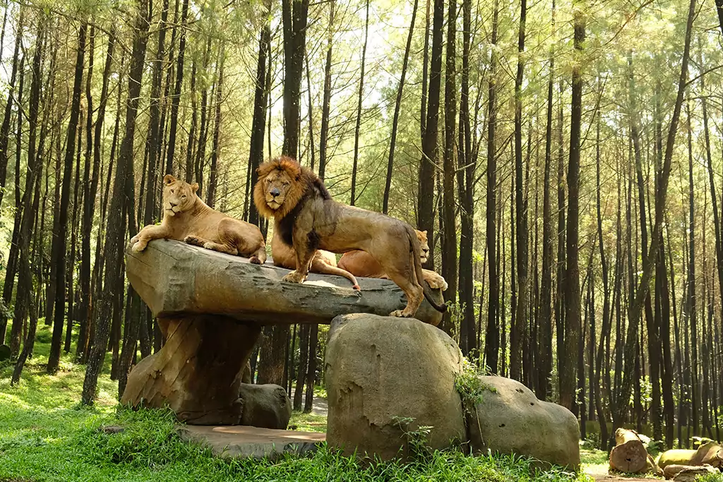 Taman Safari Bogor Tempat Wisata di Bogor untuk Liburan Seru