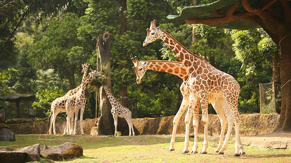 taman safari tempat wisata di bogor liburan seru
