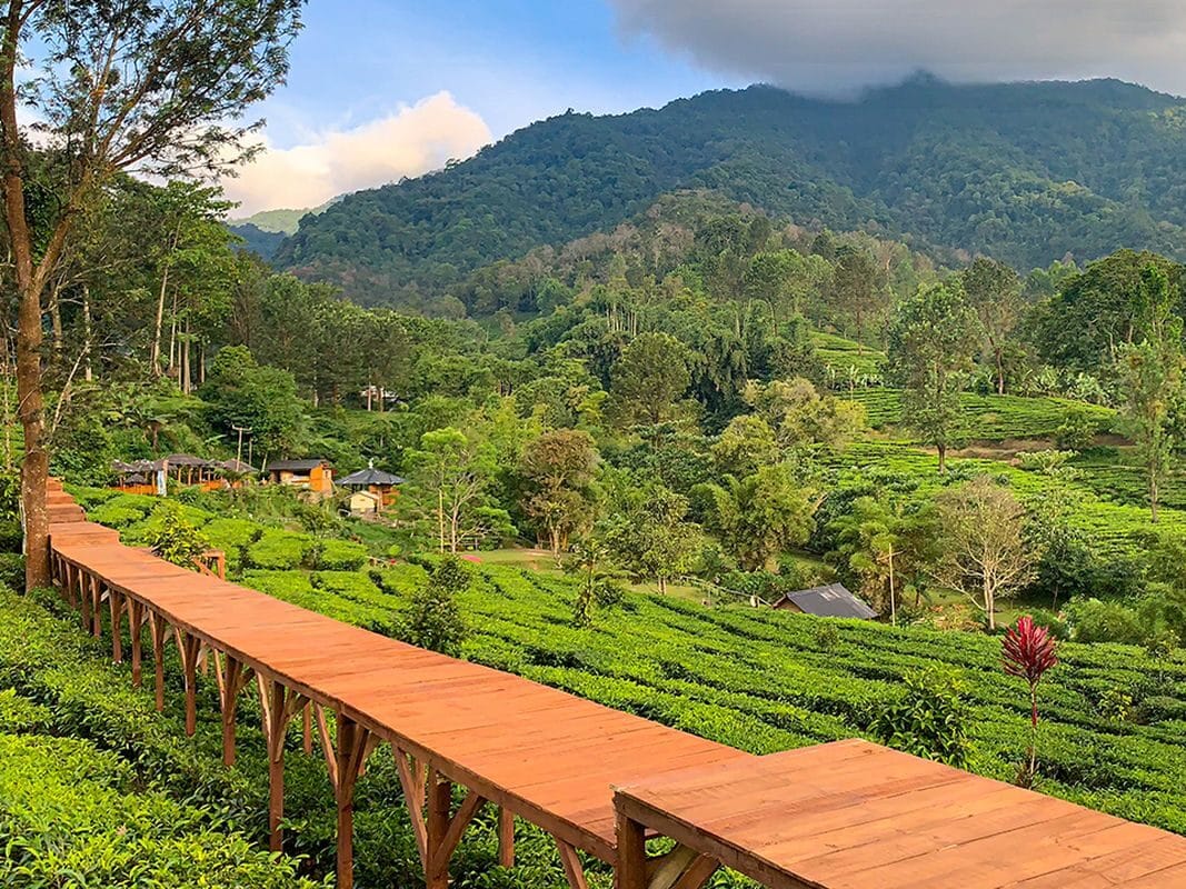 Jajandikitid Gunung Mas Puncak Tempat Wisata Di Bogor Jajandikitid