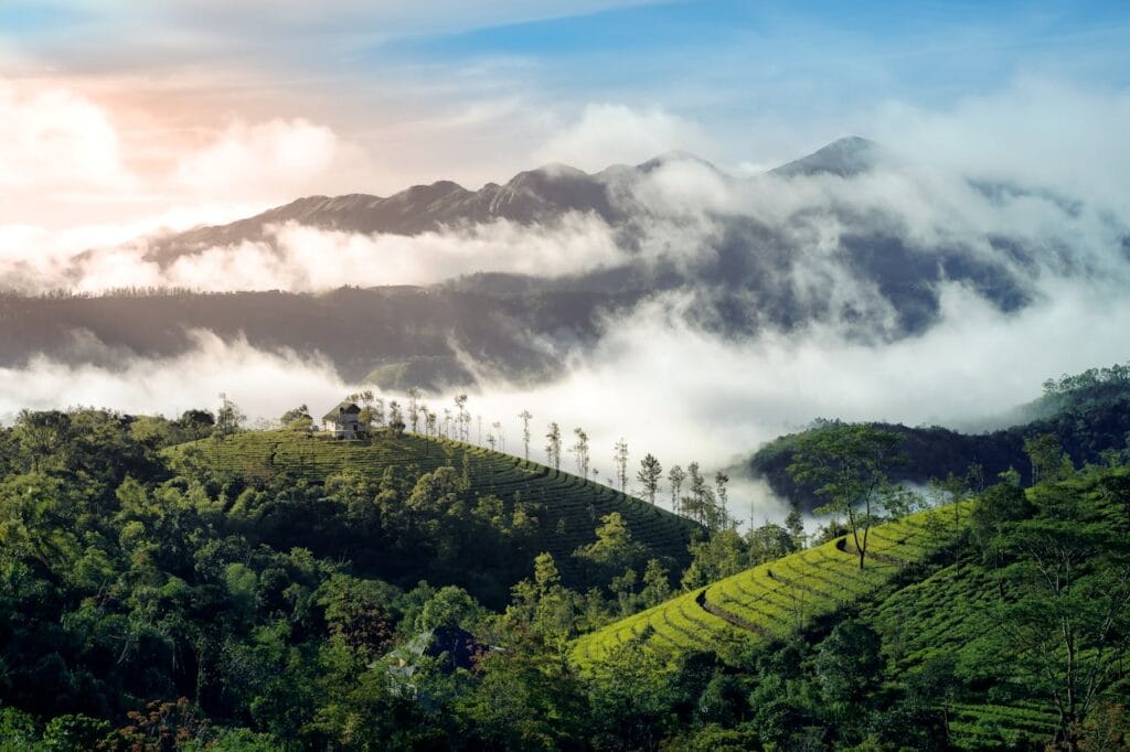 Jajandikitid Munnar Kerala Pedesaan Terbaik Di Asia Jajandikitid