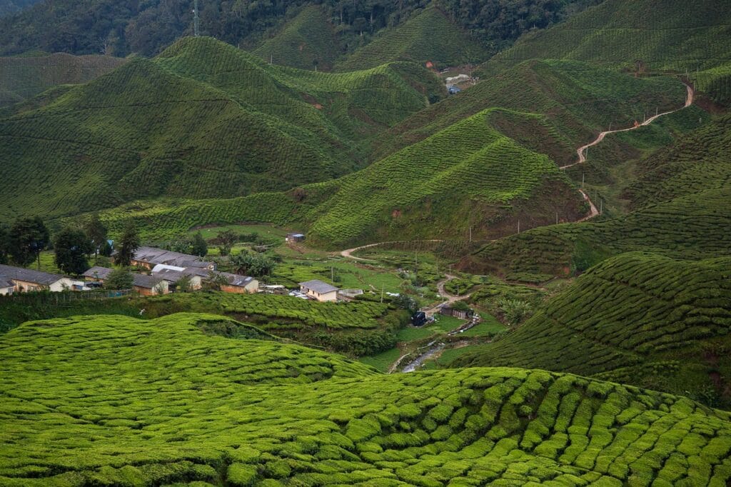 Jajandikitid Cameron Highlands Pedesaan Terbaik Di Asia Jajandikitid